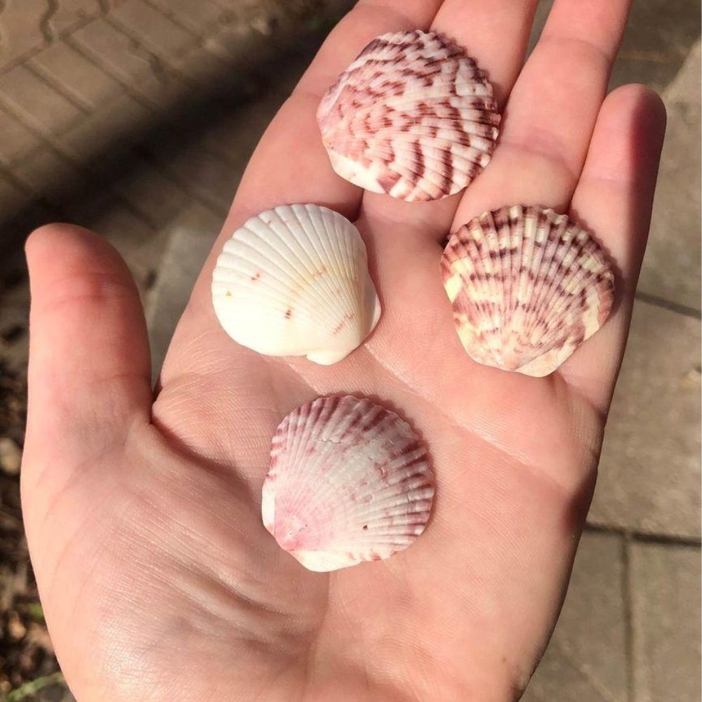 Speckled Scallop Sea Shells (Lot of 100) 1” - 3”